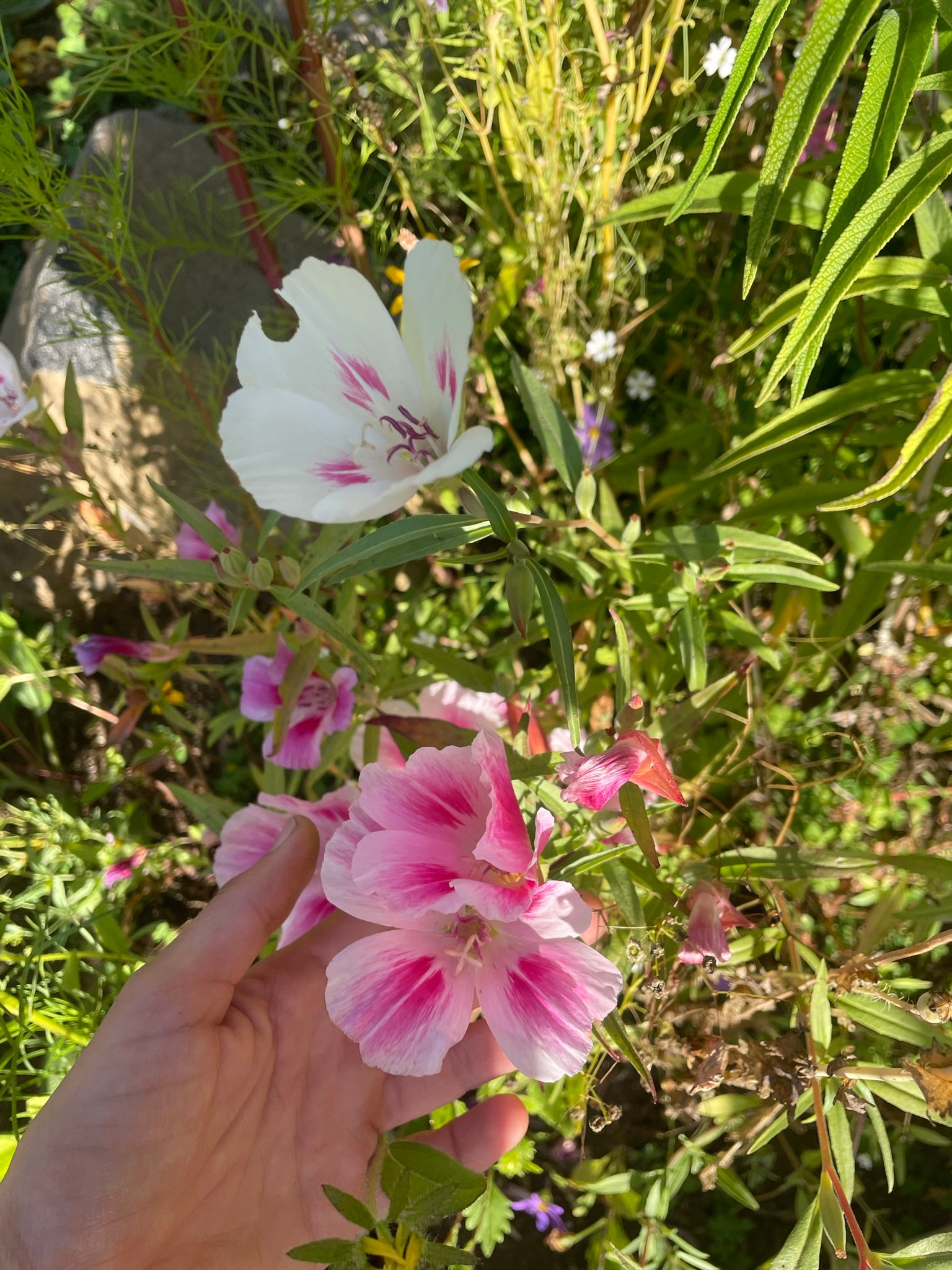 Godetia