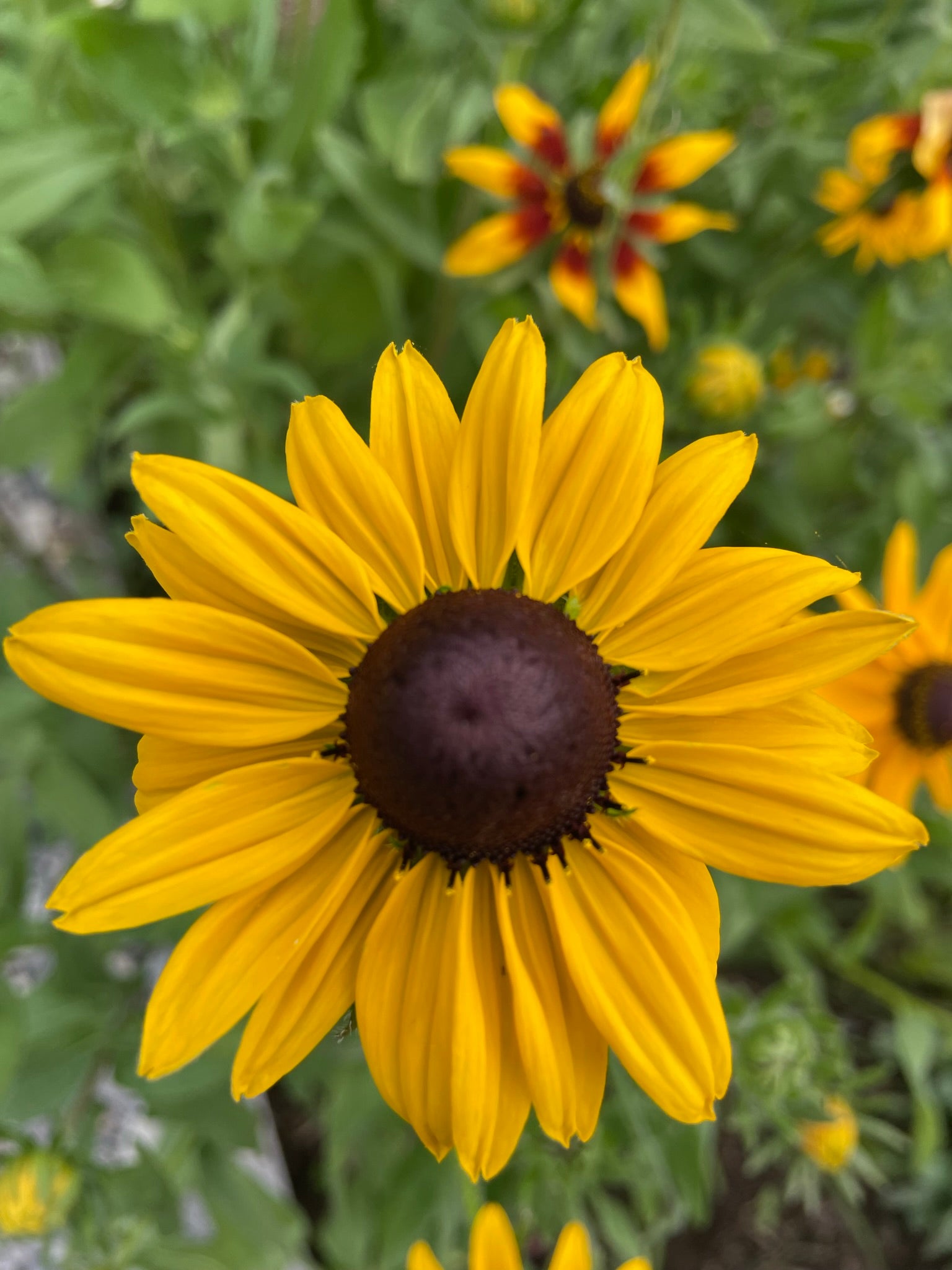 Rudbeckia