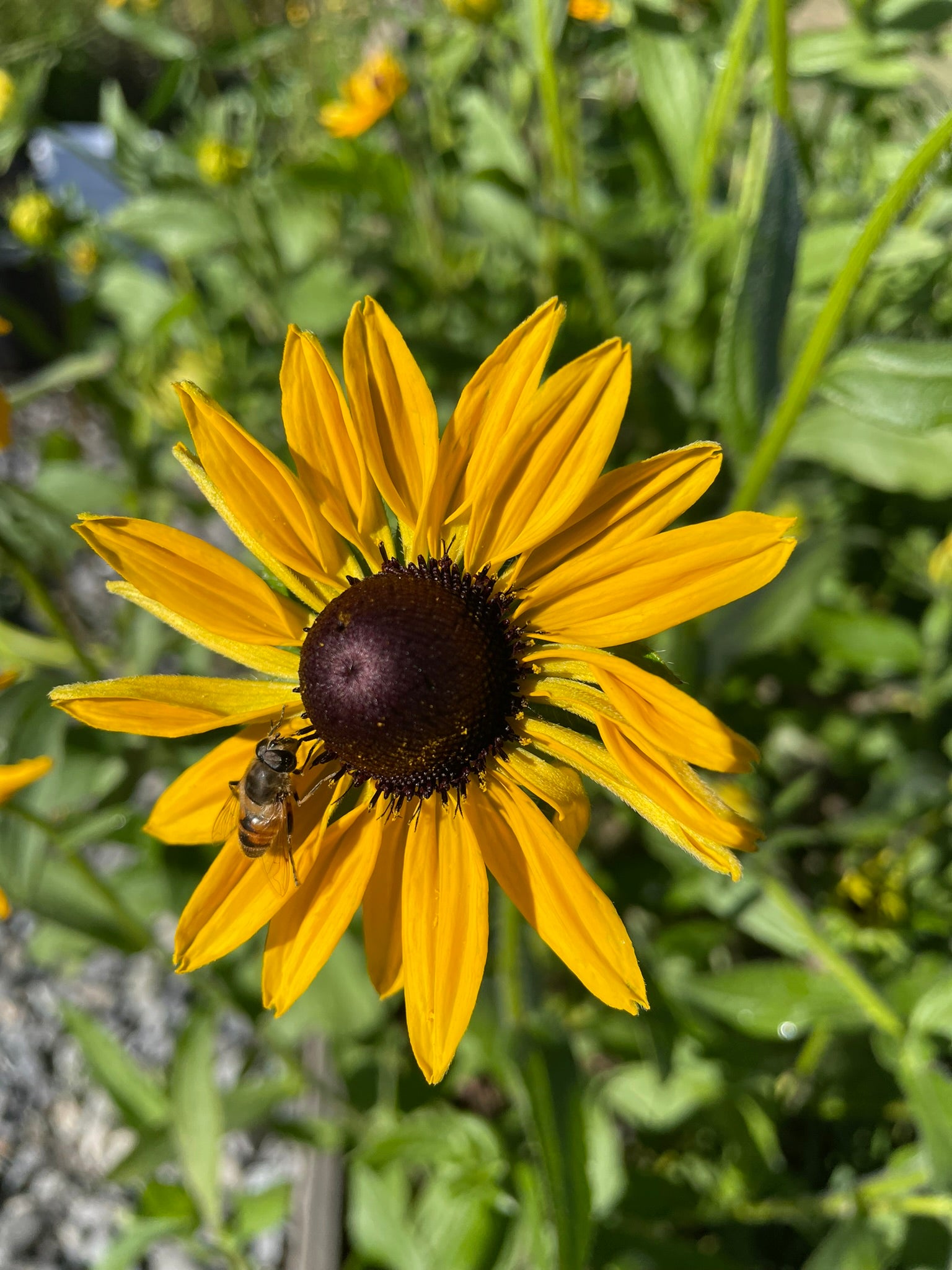 Rudbeckia