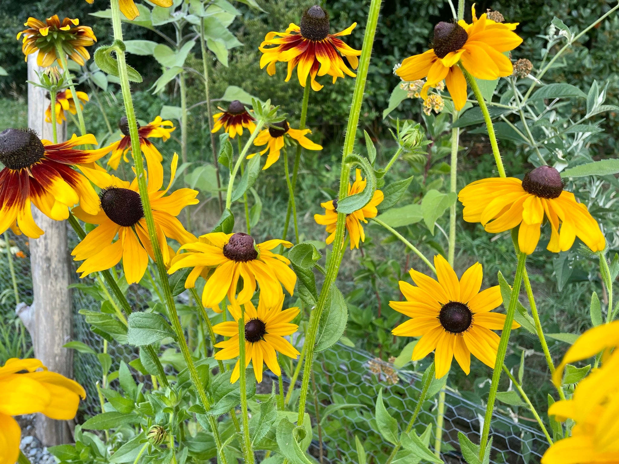 Rudbeckia