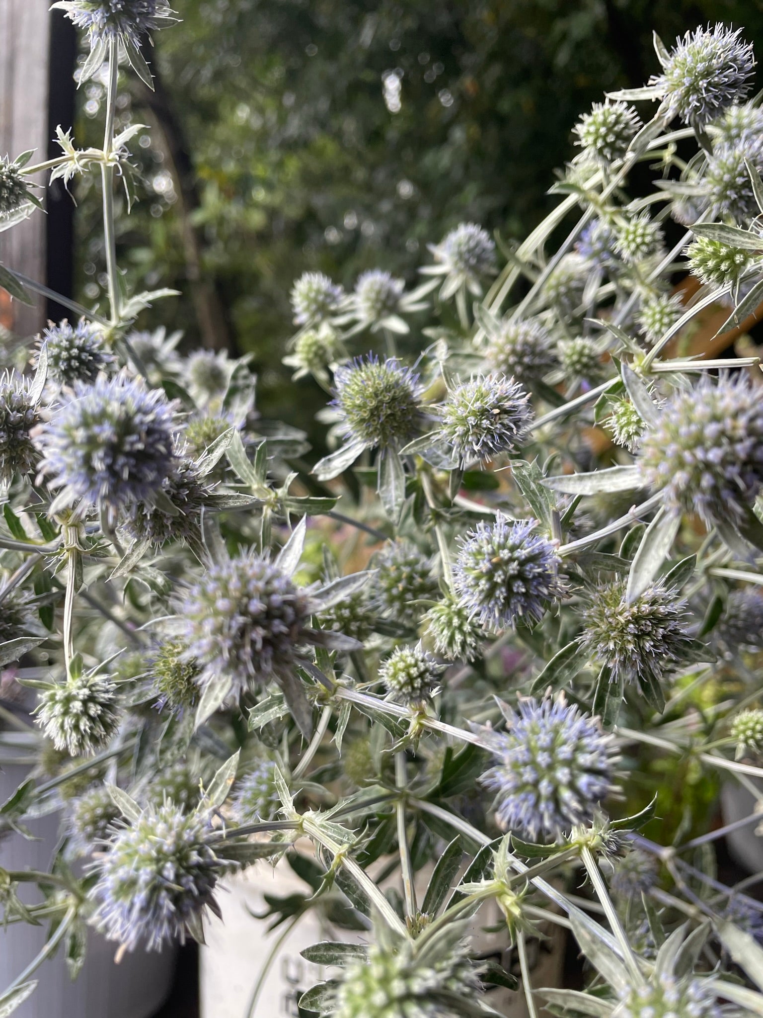 Eryngium
