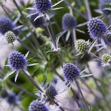 Eryngium
