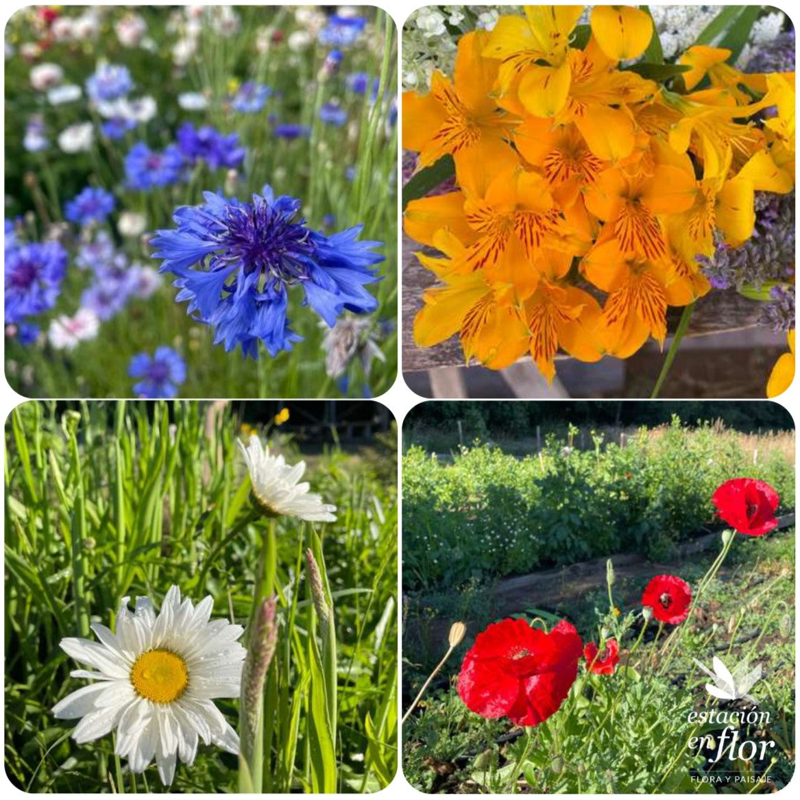 Mix flores 1
