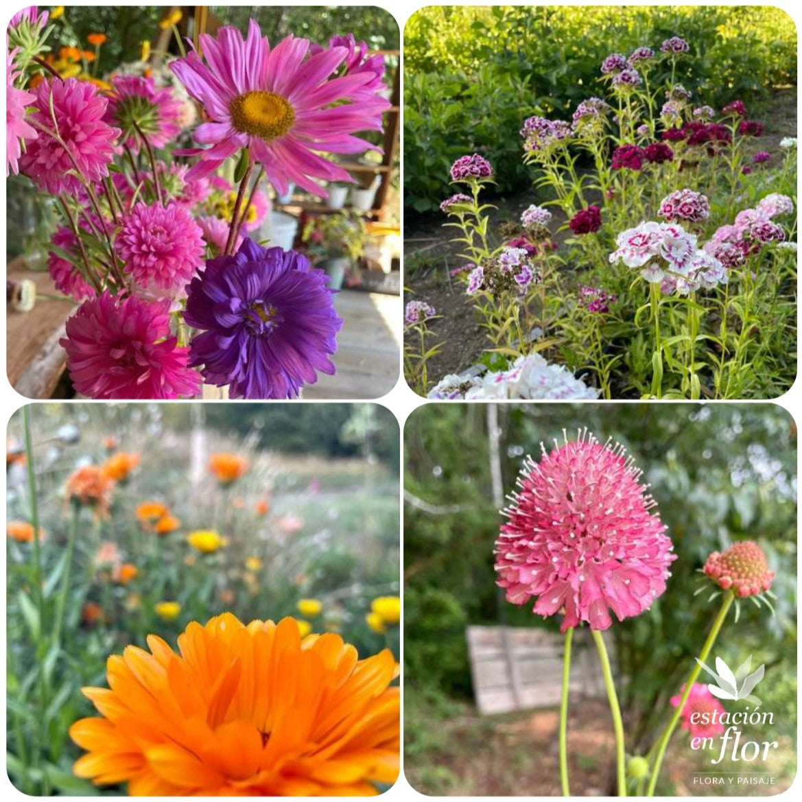 Mix flores 2