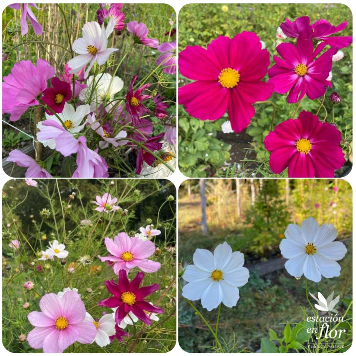 Mix Cosmos Alegría