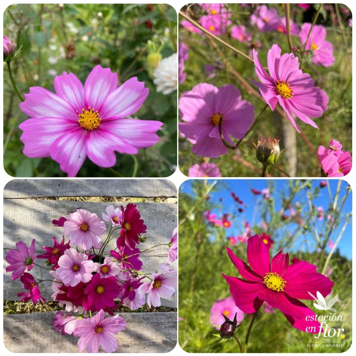 Mix Cosmos Rose
