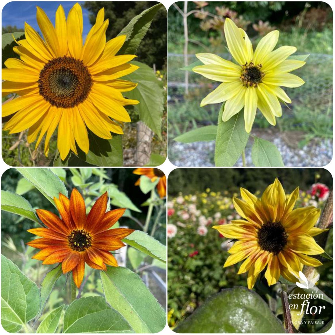 Mix Girasoles y Maravilla