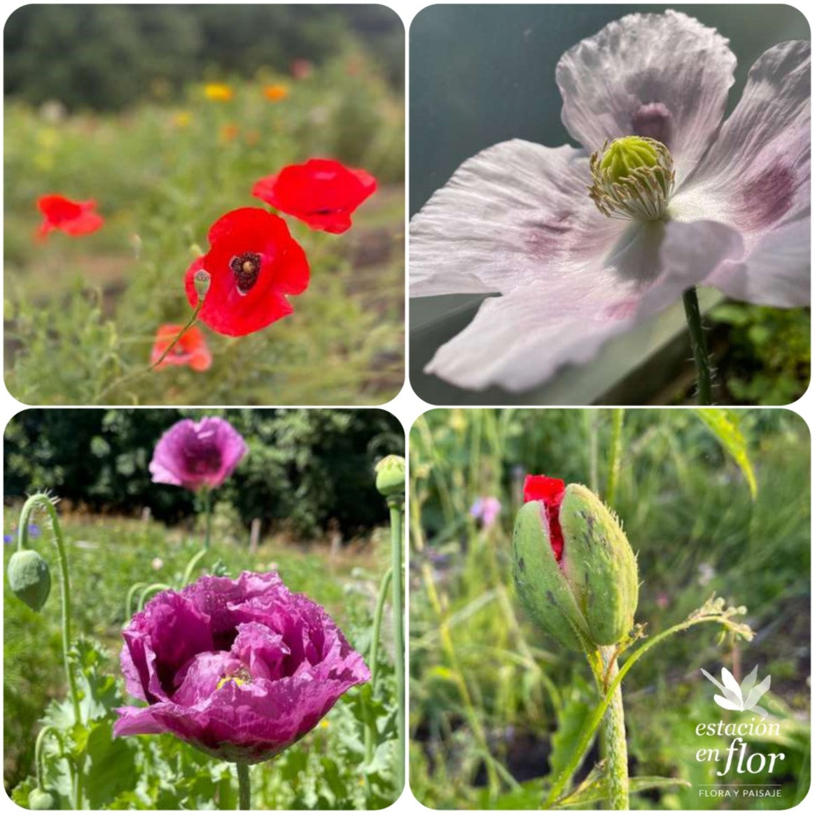Mix Amapolas