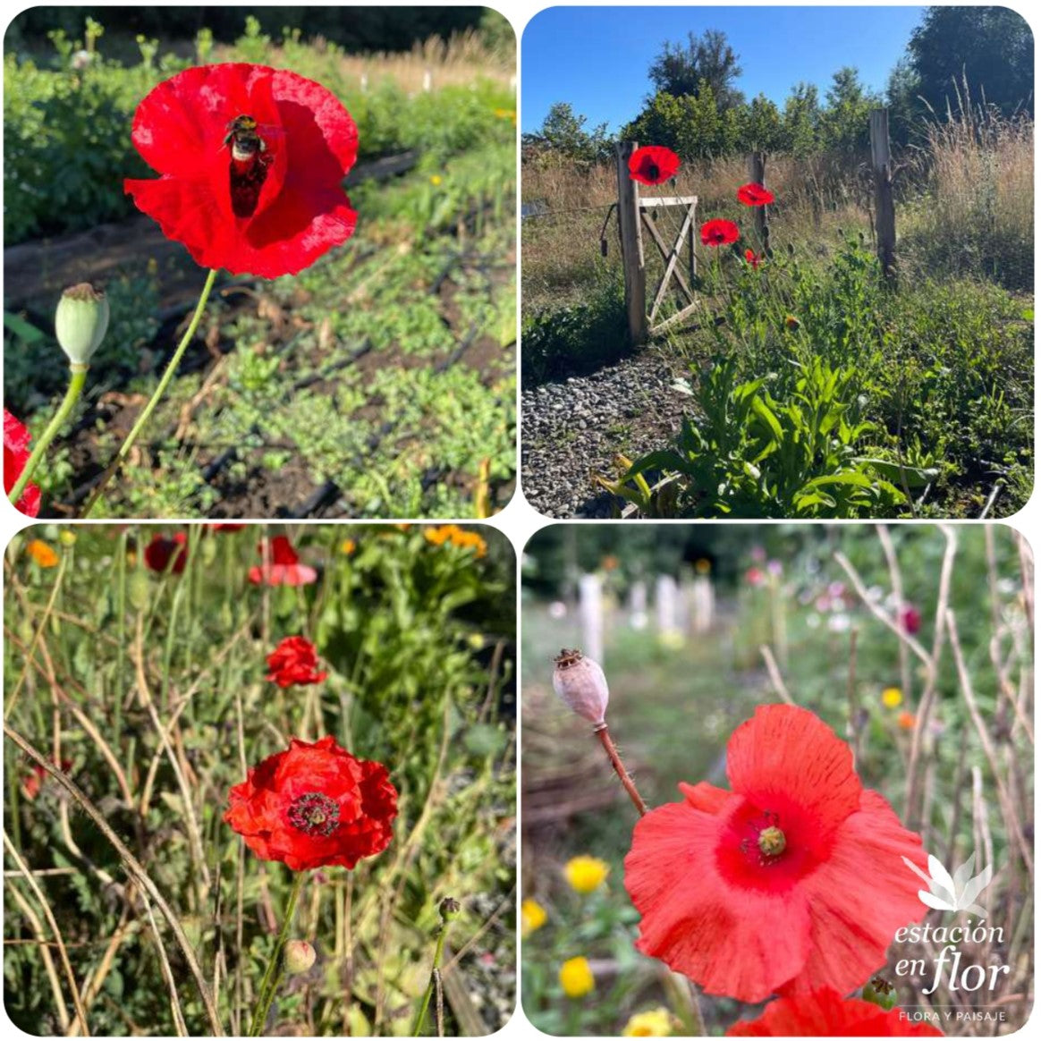 Mix Amapolas rojas