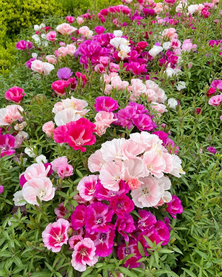 Godetia
